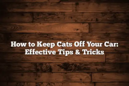 How to Keep Cats Off Your Car: Effective Tips & Tricks