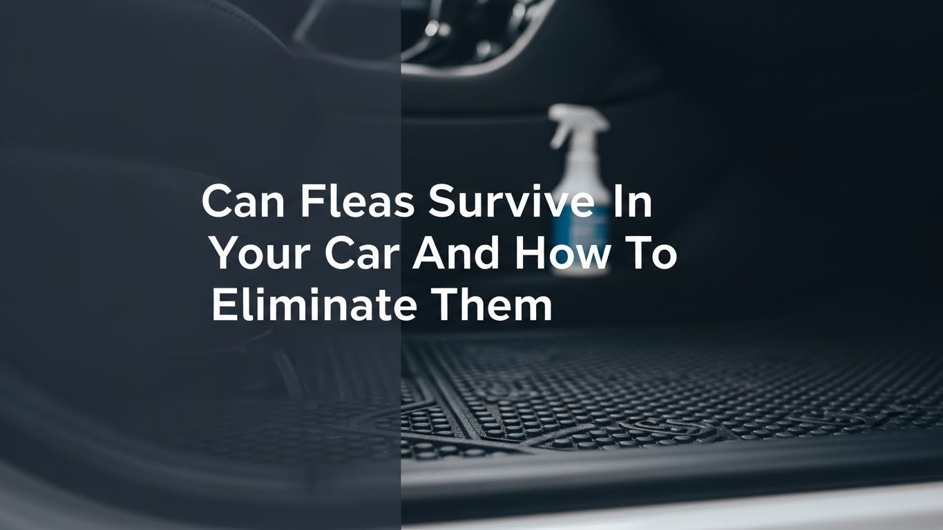 Can Fleas Survive In Your Car And How To Eliminate Them