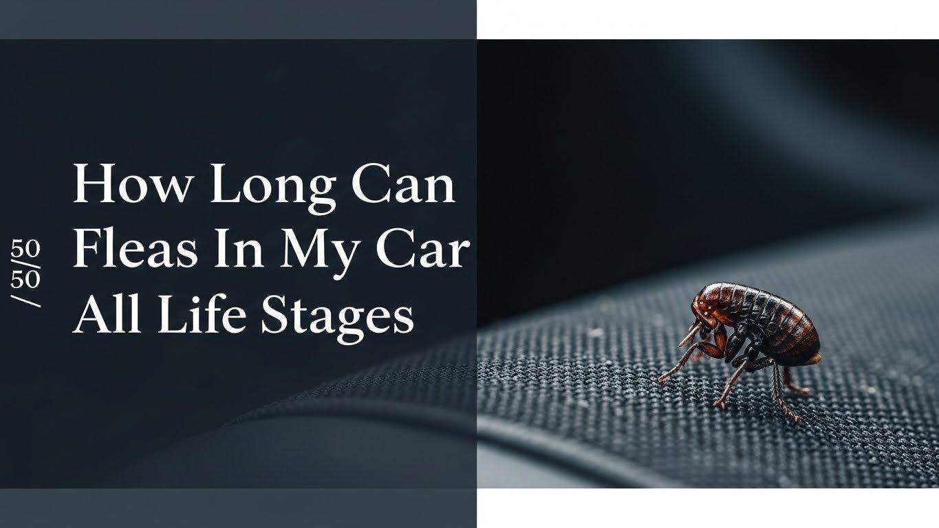 How Long Can Fleas Live In My Car All Life Stages