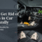 How to Get Rid of Spiders in Car Naturally A Complete Guide to Safe Repellents