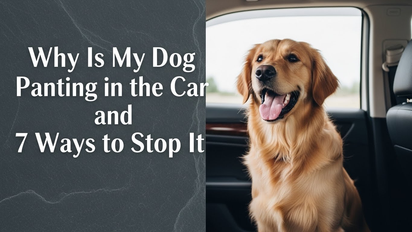 Why Is My Dog Panting in the Car and 7 Ways to Stop It