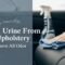 How to Clean Urine From Car Upholstery And Remove All Odor