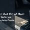 How to Get Rid of Mold in Car Interior A Complete Guide